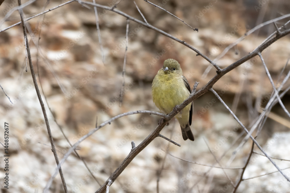 Obraz premium Female Lesser Goldfinch clinging to an oak tree branch during morning spring hours in the outdoors