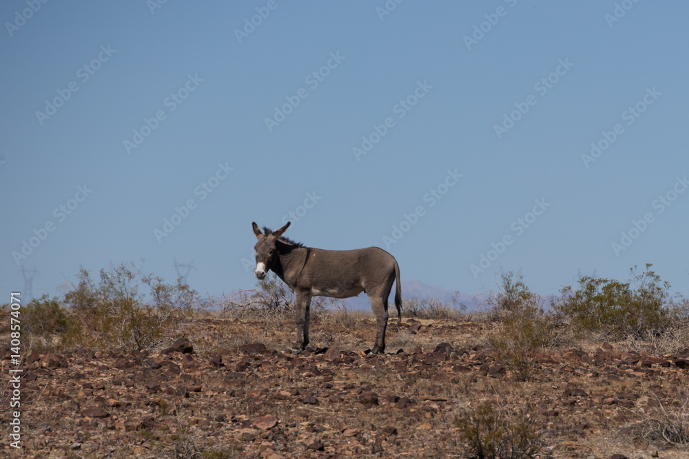 Naklejka premium Wild burro in the desert 
