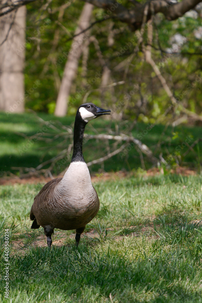 Fototapeta premium Canada Goose on a Golf Course
