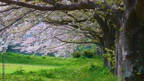 ひらりひらりと散る桜