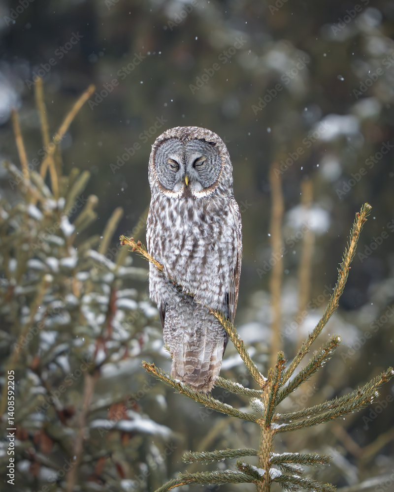 Fototapeta premium Great Gray Owl Roosting in the pine trees
