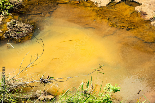 Algenbewuchs in einem Gewässer