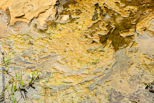 Algenbewuchs in einem Gewässer