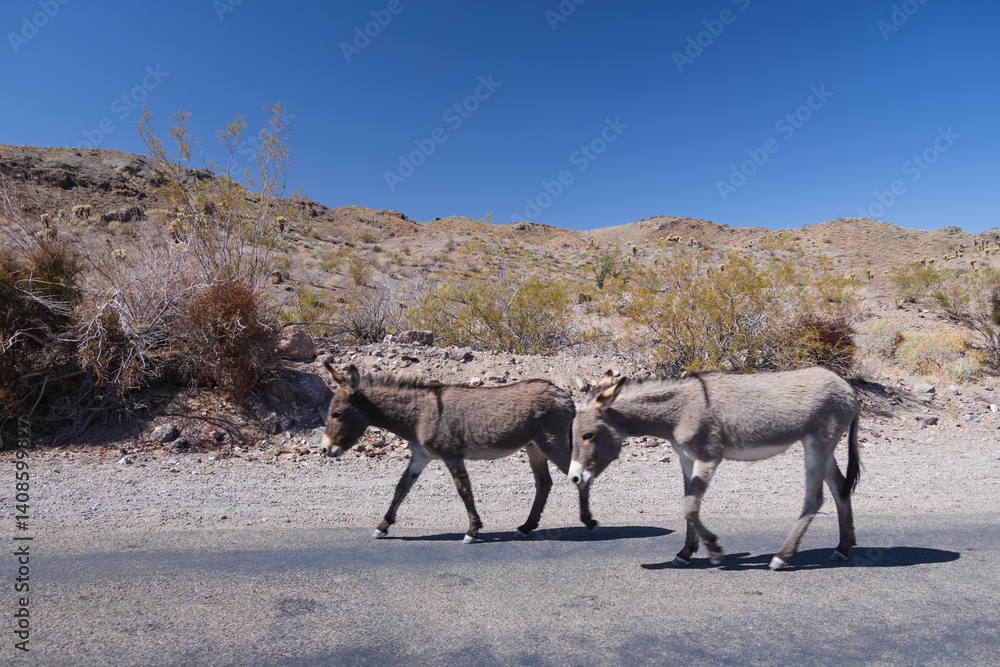 Fototapeta premium Wild burros on the side of the road