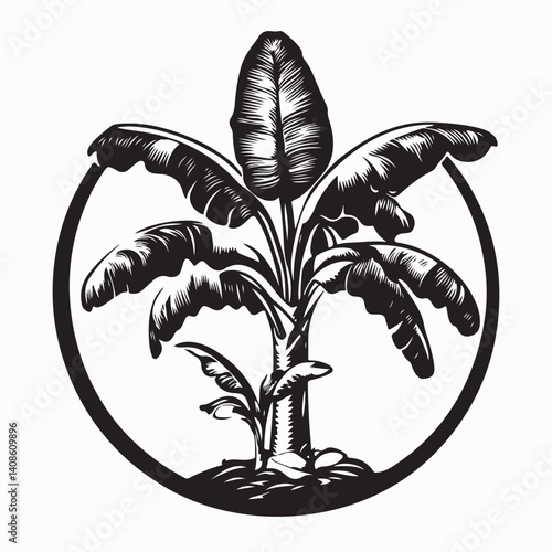 Banana Tree Image vector. Banana Tree Logo Vector Illustration on white background.
