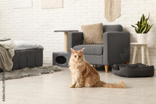 Canvastavla Maine Coon cat on floor in bedroom