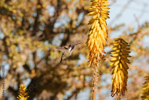 Colibrí en Baja California Sur 