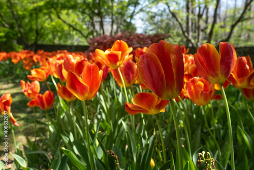 Red and Yellow Tulip Petals in Garden