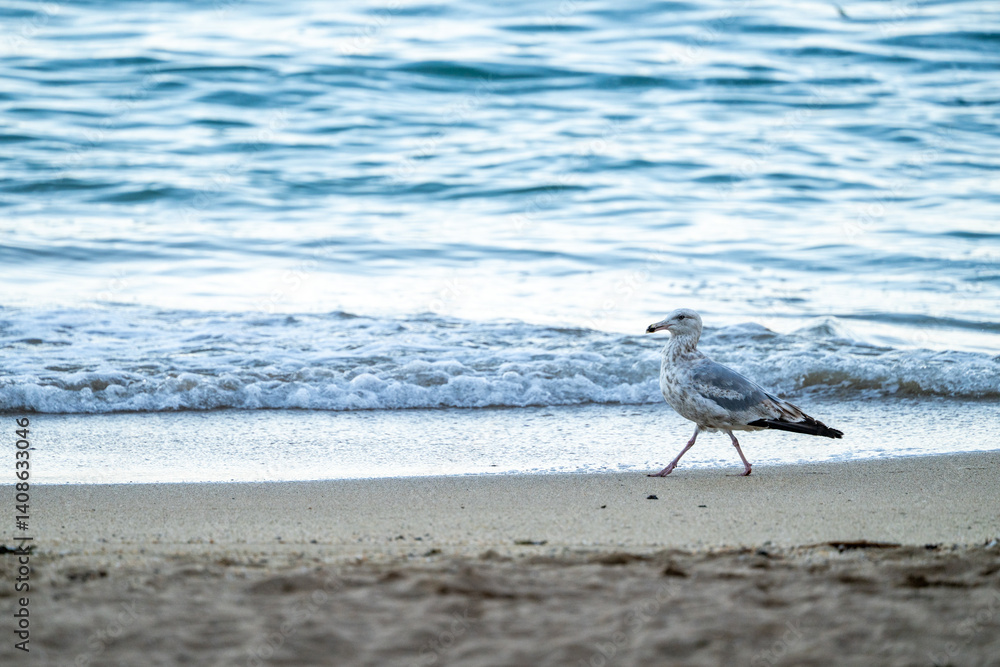 Seagull Struts Along The Beach In Acadia