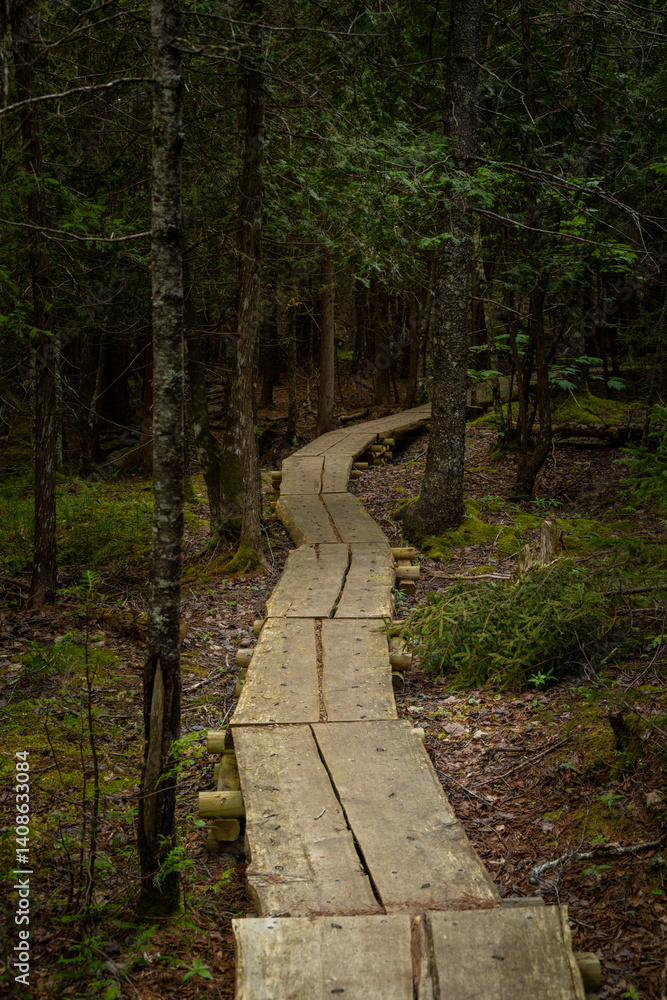 Shadowy Forest with Planked Boardwalk in Acadia