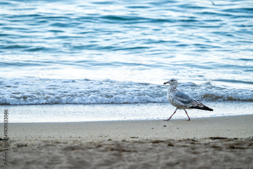 Obraz na płótnie Seagull Struts Along The Beach In Acadia w salonie