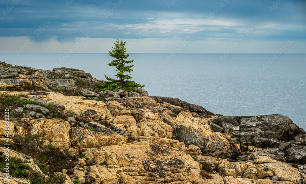 Single Tree On The Rocky Shore Of Acadia