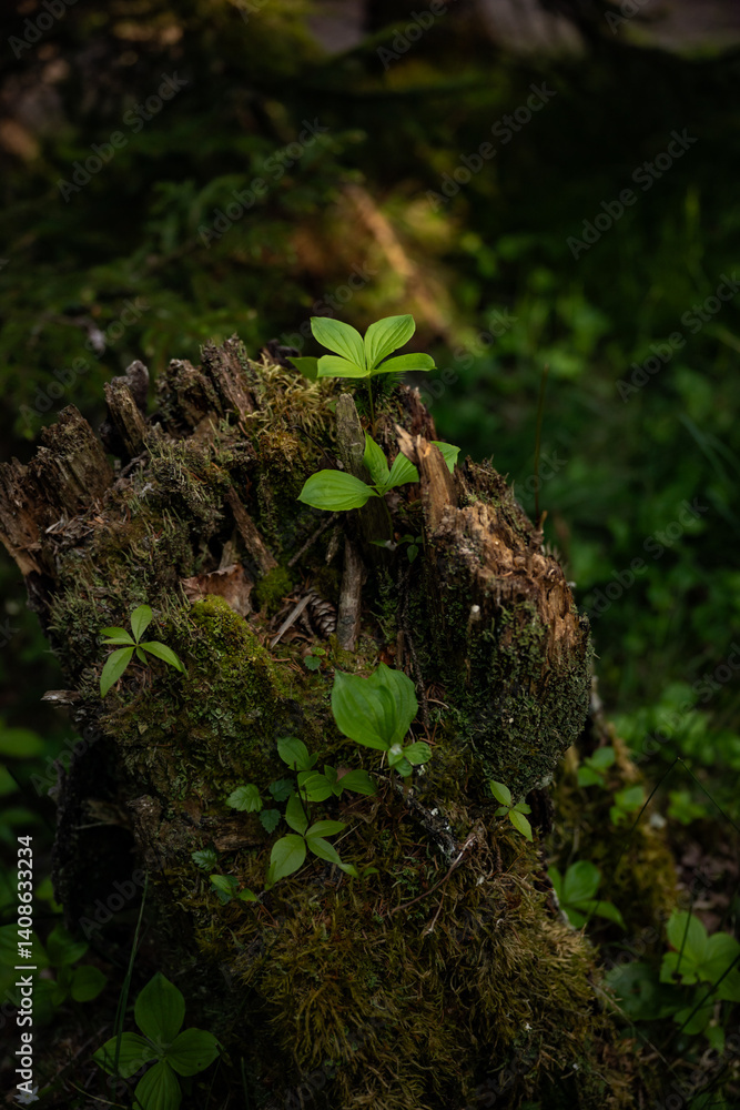 Small Leaves Growing On Decomposing Tree Stump Catch The Soft Morning LIght