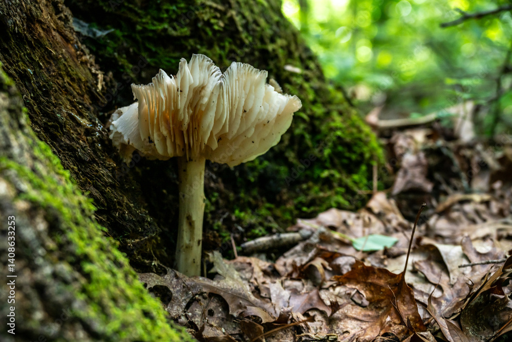 Small White Mushroom Grows At The Base of Mossy Tree