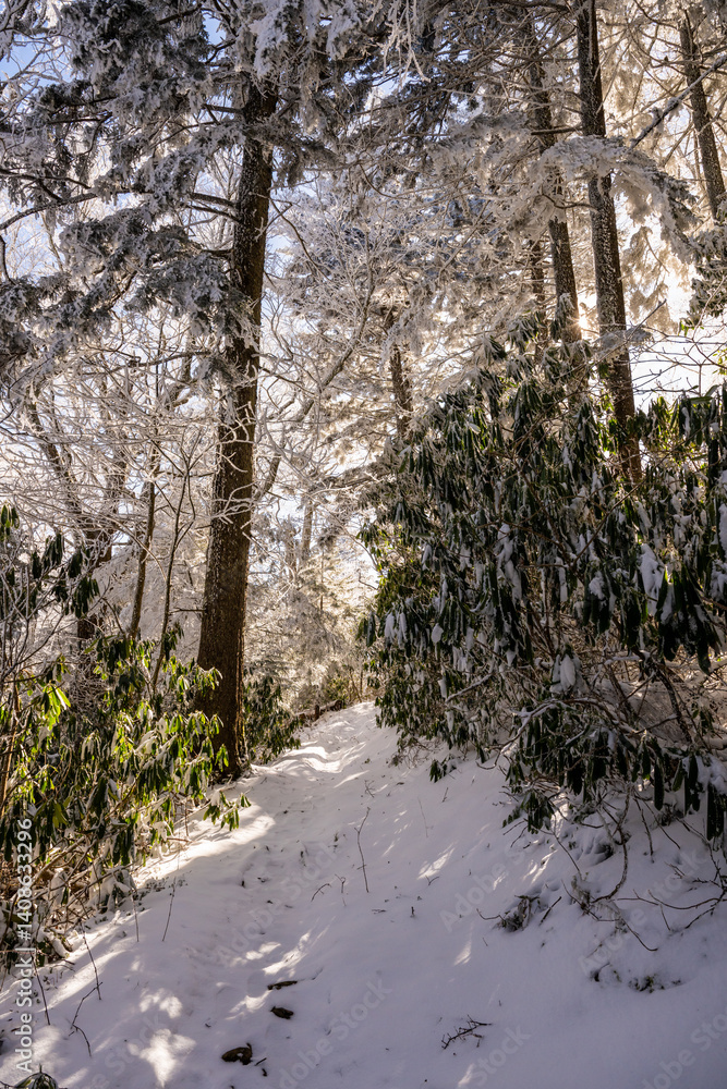Snow Sticks to Rhododendron and Pine Trees Over Trail