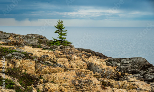 Obraz na płótnie Single Tree On The Rocky Shore Of Acadia w salonie