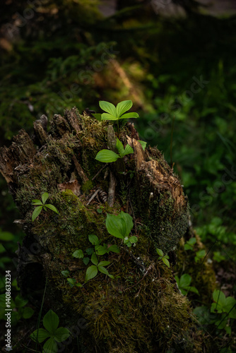 Obraz na płótnie Small Leaves Growing On Decomposing Tree Stump Catch The Soft Morning LIght w salonie