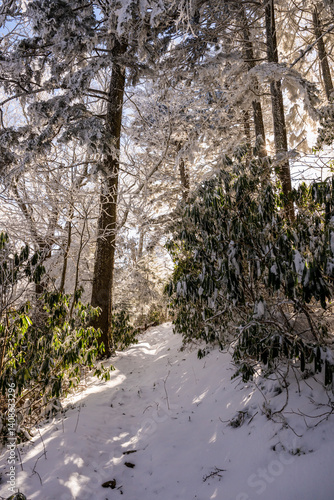 Obraz na płótnie Snow Sticks to Rhododendron and Pine Trees Over Trail w salonie