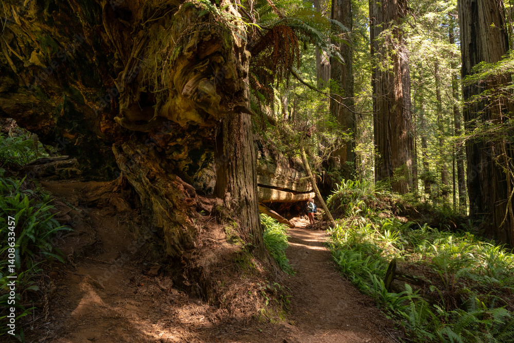 Hiker Stops To Examine A Downed Giant Redwood Tree