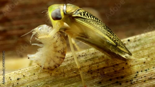 Adult Water Boatman (Cymatia americana) underwater in a pond, feeding on a captured amphipod (Hyalella sp.), lateral close-up with stylet visible penetrating the body. 