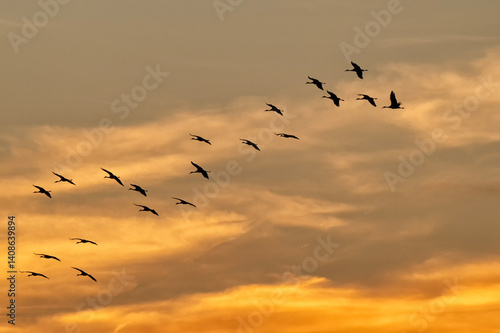 Sandhill cranes at sunset; Crane Trust; Nebraska