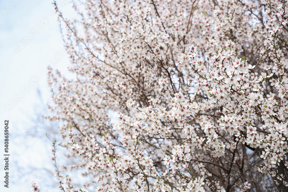Blossoming tree against sky on spring day Blossoming tree against sky on spring day