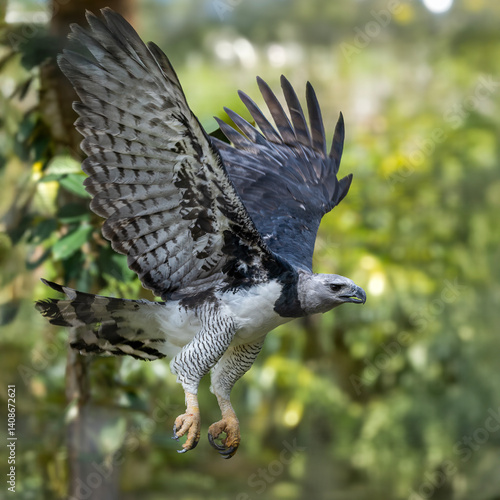 Photos A majestic Harpy Eagle (Harpia harpyja) captured mid-flight with wings fully spread