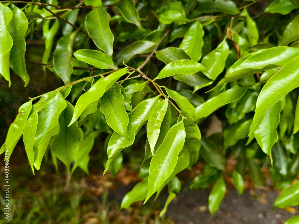 Obraz premium young agarwood leaves in the morning