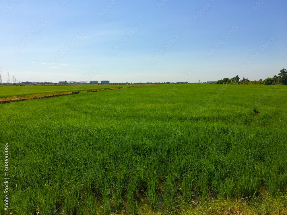 Obraz premium rice field in country Thailand