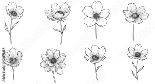 Elegant Line Art Cosmos Flowers: A Minimalist Botanical Illustration