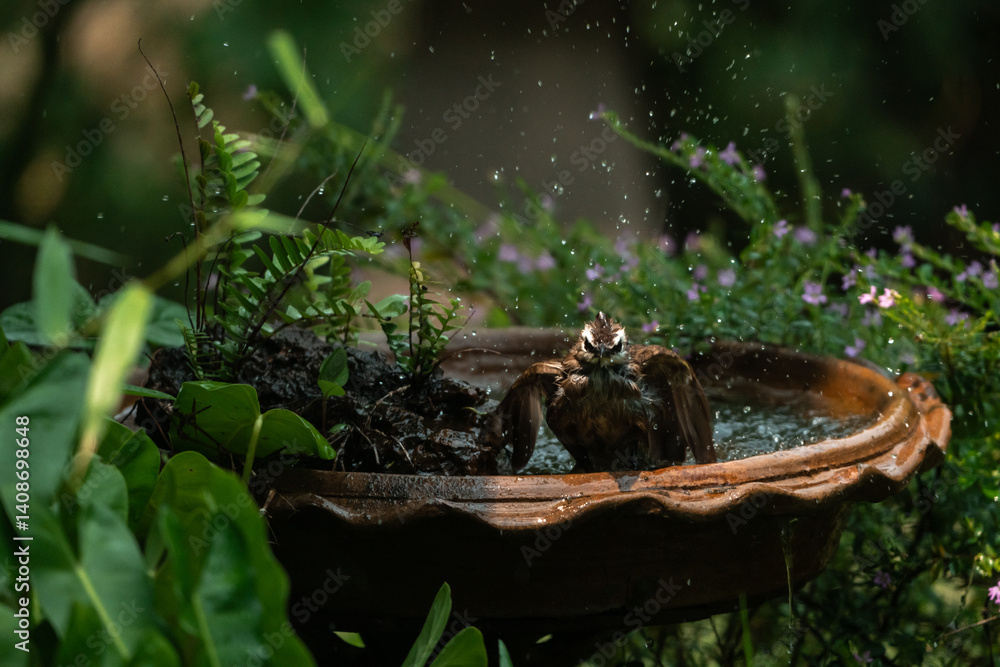 Obraz premium funny Birds playing a water splash in nature summer, wildlife animal scene in motion of freedom moment on water basin sink