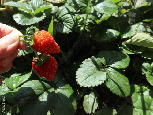 harvest season of red strawberries in the garden