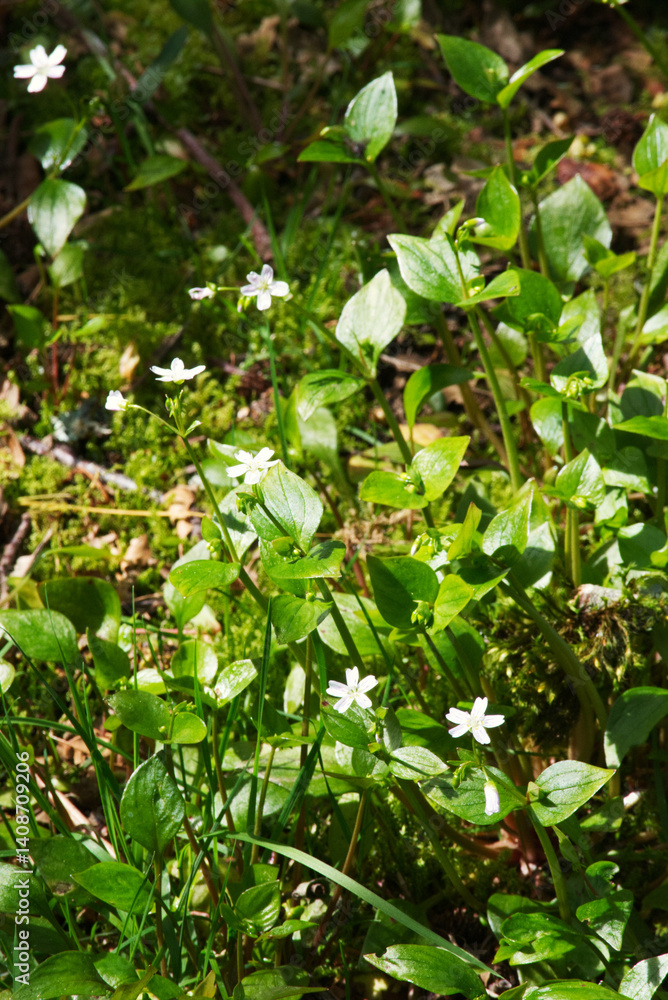 Obraz premium Herb robert (Geranium robertainum)