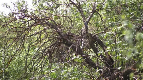 This footage showcases the manchineel tree, with its round crown, thick trunk, and glossy yellow-green leaves, highlighting its unique features.