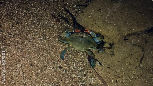 A blue crab that lives in the Mediterranean Sea. The African blue floating crab is Portunus segnis. A giant blue crab at night on a sandy beach. A crab with huge claws hunts on the seashore. 4К