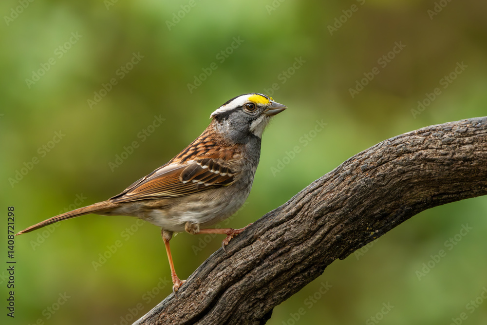 A white-throated sparrow perched on a tree branch A white-throated sparrow perched on a tree branch