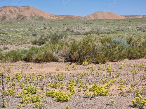beautiful landscape of the desert in spring 
