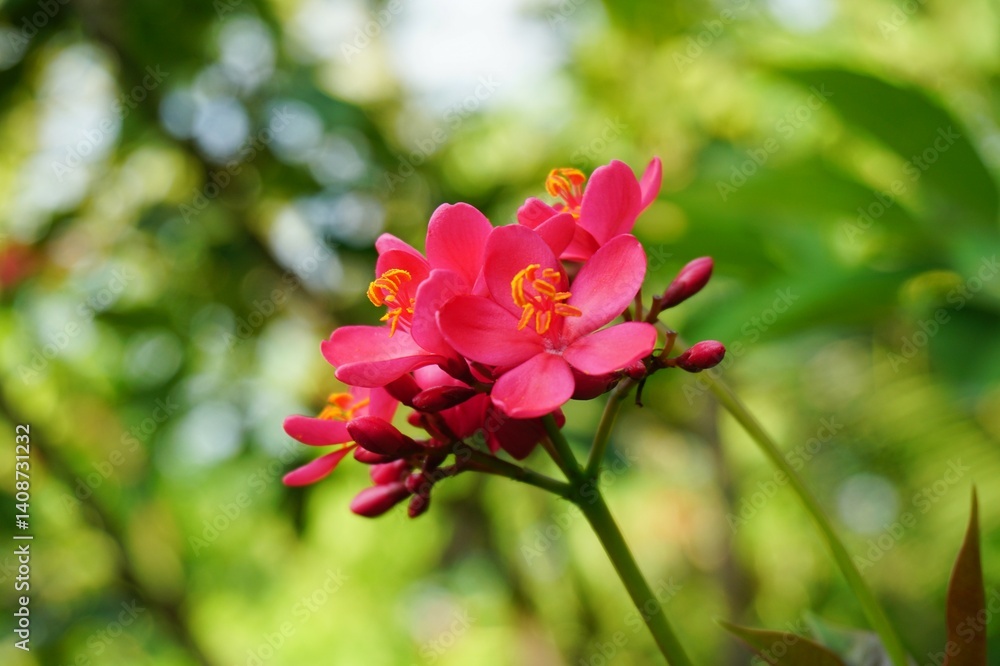 beautiful Jatropha integerrima flowers in garden in the summer beautiful Jatropha integerrima flowers in garden in the summer