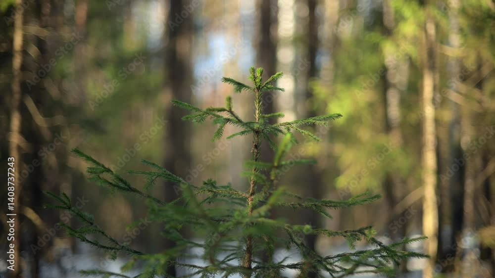Lush Evergreen Forest in Early Spring Embracing the Serenity of Natures Beauty and Tranquility Lush Evergreen Forest in Early Spring Embracing the Serenity of Natures Beauty and Tranquility