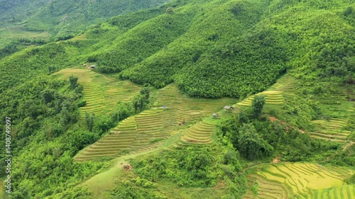 The green and gold terraced rice fields near the mountains, in Asia, Vietnam, Tonkin, Sapa, near Lao Cai, in summer, on a sunny day. 