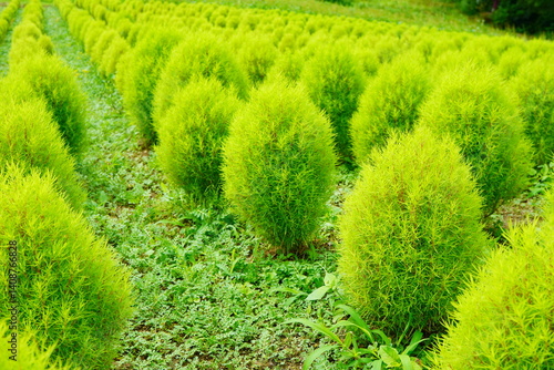 美しい緑のコキア。新潟県湯沢高原のロープウェイに乗った先、アルプの里から見えた綺麗な景色。