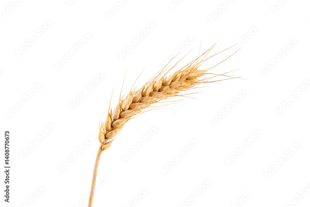 ripe golden wheat ears isolated on white background.