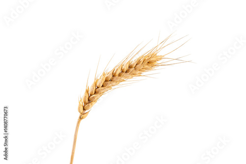Obraz na płótnie ripe golden wheat ears isolated on white background. w salonie
