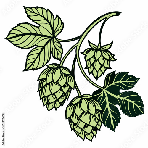 Vector illustrations of a hops