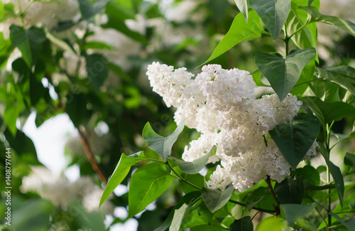 Obraz na plátně White lilacs bloomed in the garden in spring.