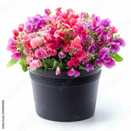 Wallpaper Mural Sweet Pea Flowers in a Black Pot: A Vibrant Floral Display Torontodigital.ca