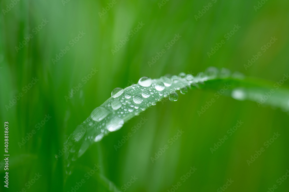 Fototapeta premium 植物・水滴・グリーン