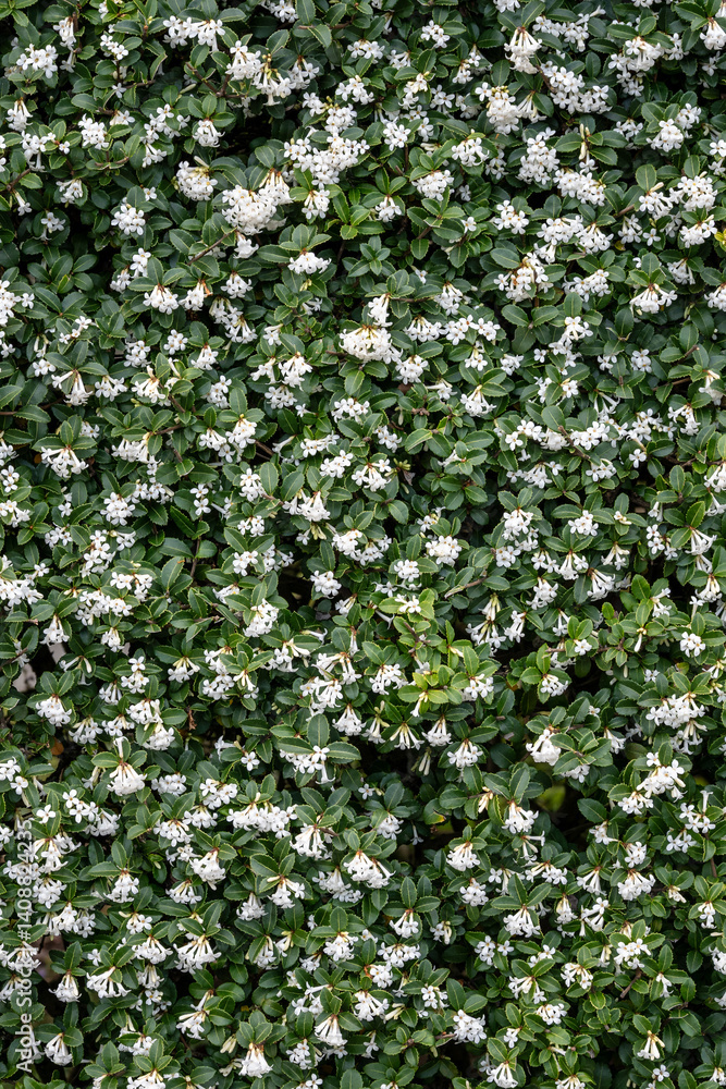 Sheared shrub of Delavay Fragrant Olive plant as a nature background, small dark green leaves and white flowers blooming on a spring day
Sheared shrub of Delavay Fragrant Olive plant as a nature background, small dark green leaves and white flowers blooming on a spring day