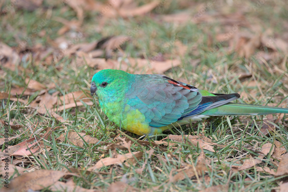 Obraz premium A close up view of a red-rumped parrot (Psephotus haematonotus), also known as the red-backed parrot or grass parrot on grass.