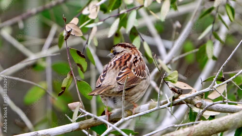 This close-up video captures the adorable and colorful details of a White-throated Sparrow nestled within forest brush. Observe the intricate patterns and vibrant hues of this charming little bird as This close-up video captures the adorable and colorful details of a White-throated Sparrow nestled within forest brush. Observe the intricate patterns and vibrant hues of this charming little bird as